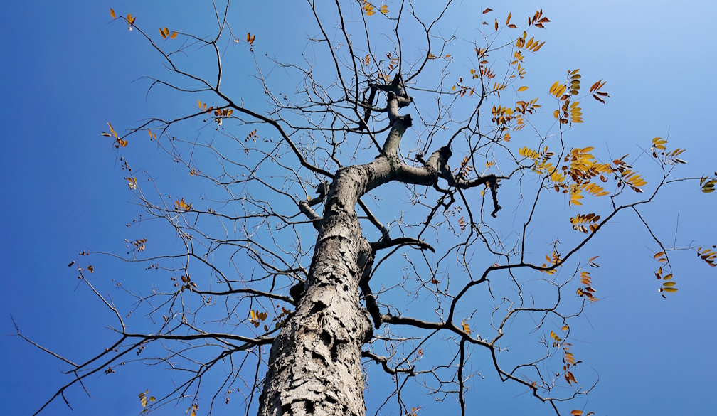 Tree Dying? Warning Signs, Common Causes and What to Do Next